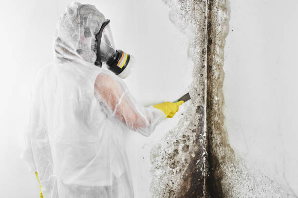 Best Post-Flood Mold Remediation in Snoqualmie, WA