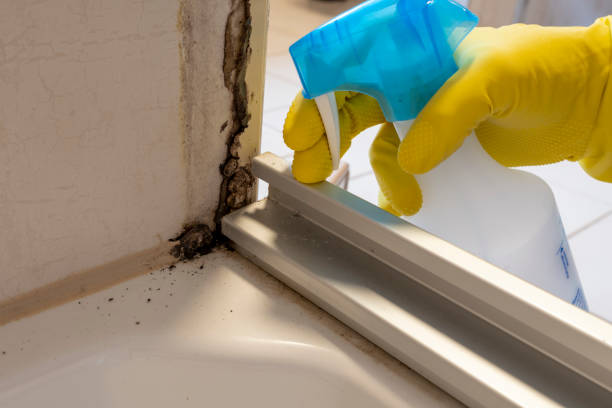 Best Residential Mold Remediation in Snoqualmie, WA